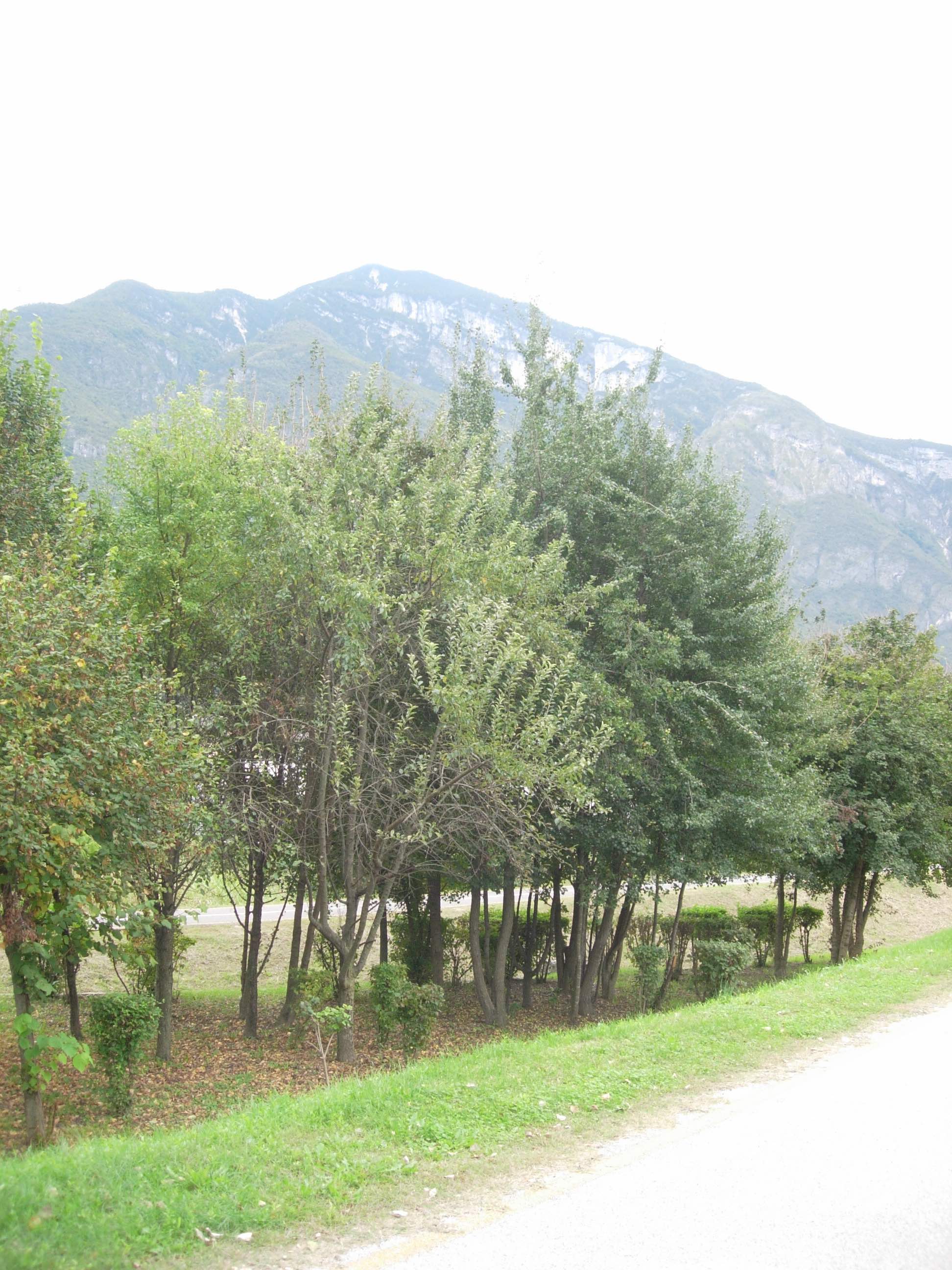Wild apples and pears
